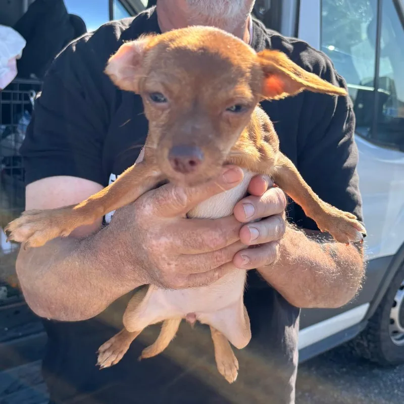 A baby small-sized female Yellow / Tan / Blond / Fawn Chihuahua dog named Halo for adoption in Reno, NV