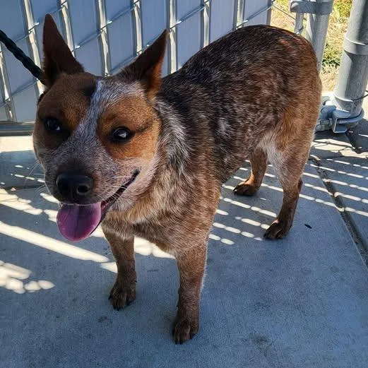 A young medium-sized female Australian Cattle Dog / Blue Heeler dog named 26-423 for adoption in Los Banos, CA