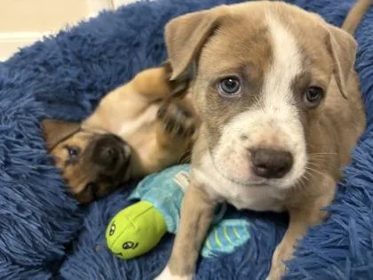 A baby small-sized male Yellow / Tan / Blond / Fawn Mixed Breed dog named Dean for adoption in Kansas City, MO