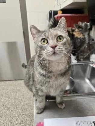 An adult medium-sized female Domestic Short Hair cat named Cleo for adoption in Westland, MI