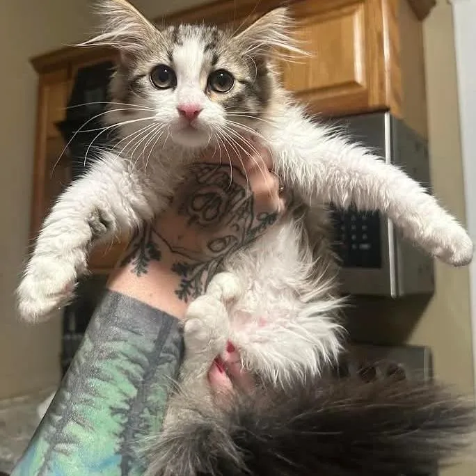 A baby small-sized female Brown / Chocolate Domestic Medium Hair cat named Jalapeno C for adoption in Princeton, MN