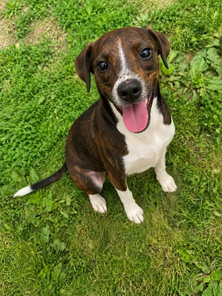 A baby medium-sized male Mixed Breed dog named Almond for adoption in Wabash, IN