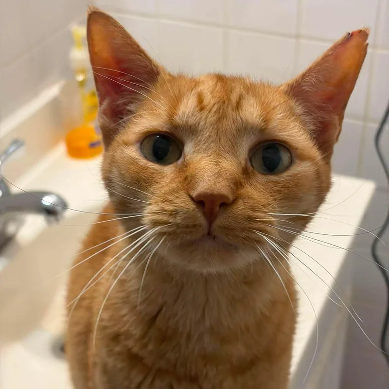A senior medium-sized male Orange / Red Domestic Short Hair cat named Rowan for adoption in Huntington, NY