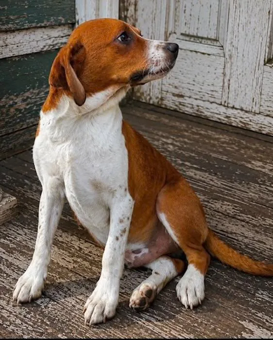 A baby medium-sized male Red / Chestnut / Orange Foxhound dog named Alan for adoption in Watertown, CT