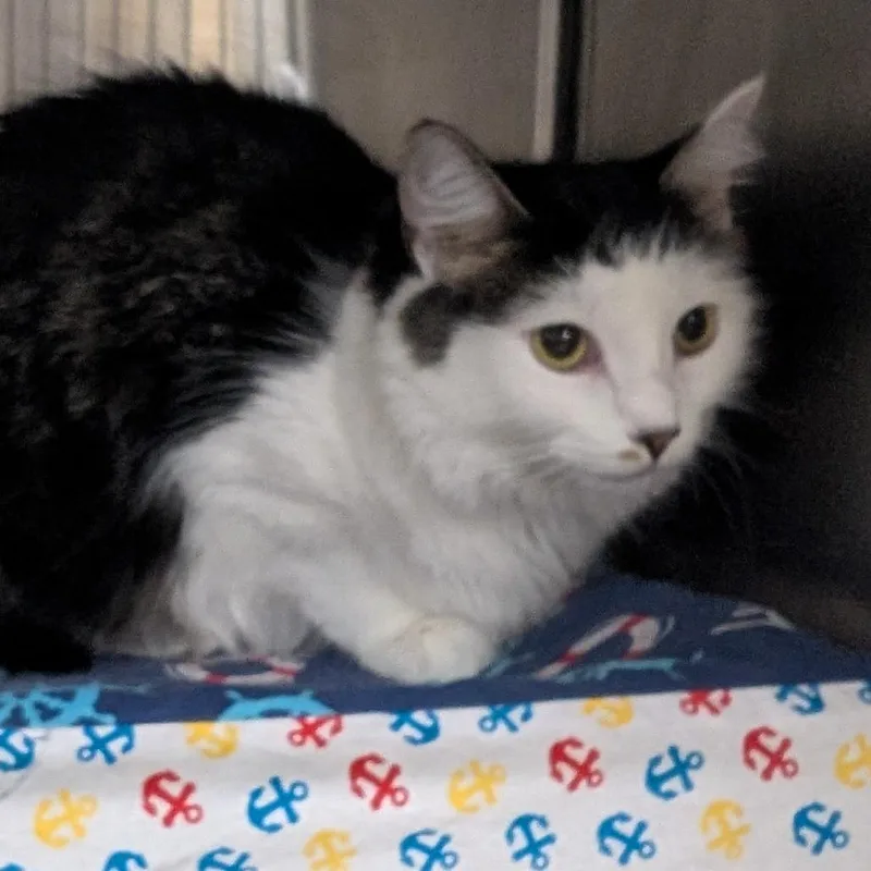 An adult small-sized female White Domestic Short Hair cat named D&D: Diva for adoption in Falls Church, VA