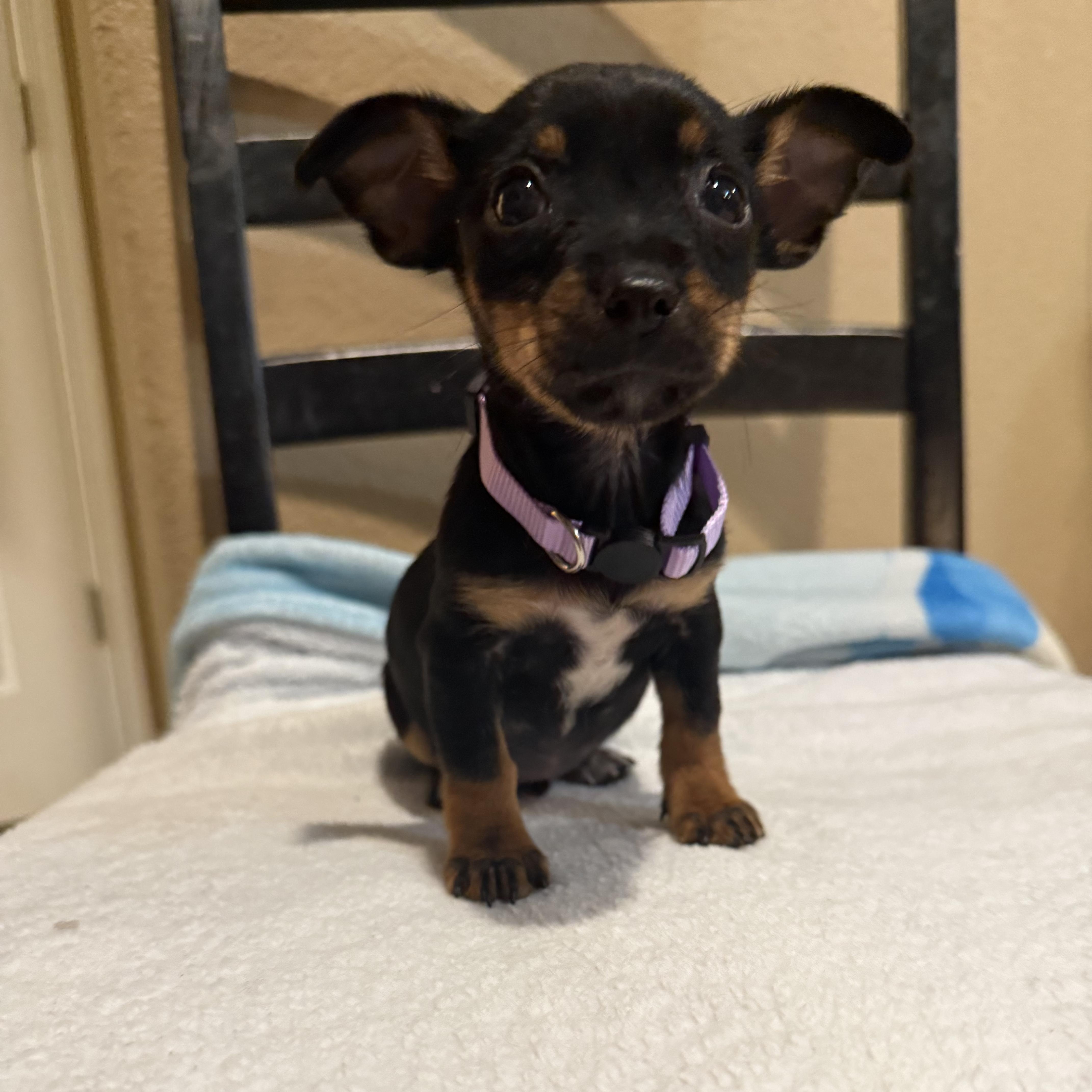 A baby small-sized female Black Chihuahua dog named Ursula for adoption in Brentwood, CA