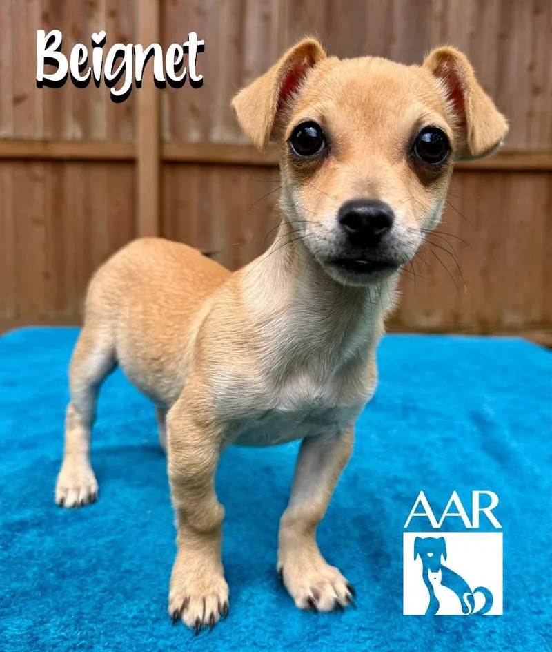 Beignet thumbnail 2
