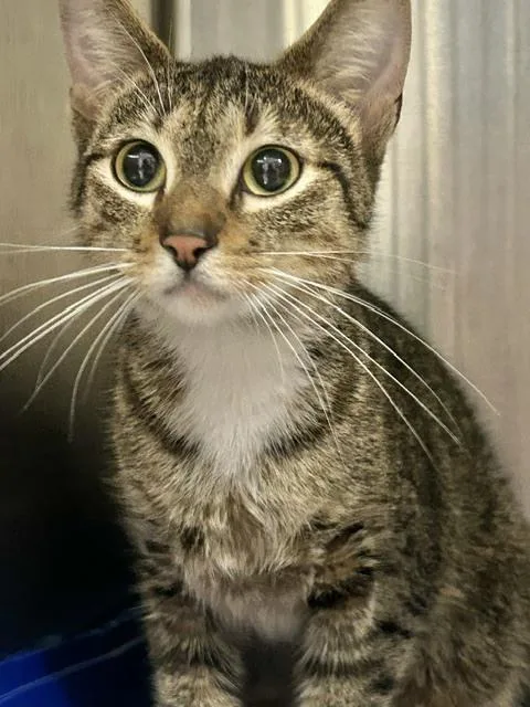 An adult medium-sized female Domestic Short Hair cat named Shreya for adoption in Muskegon, MI