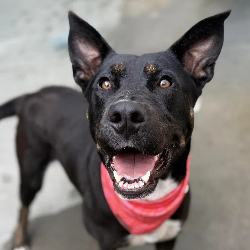An adult large-sized female Black Shepherd dog named Darina for adoption in San Francisco, CA