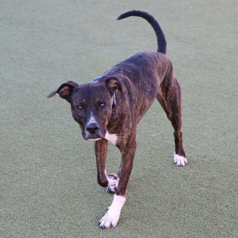 A senior medium-sized male Mixed Breed dog named Chase for adoption in Port Washington, NY