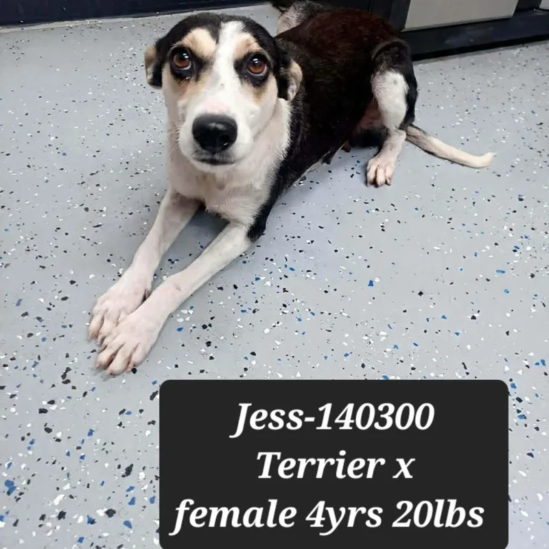 An adult small-sized female Terrier dog named Jess for adoption in New Tazewell, TN