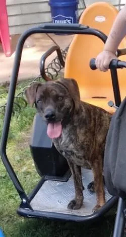 An adult medium-sized female Brindle Feist dog named Bonanza Jellybean for adoption in Mason City, IL