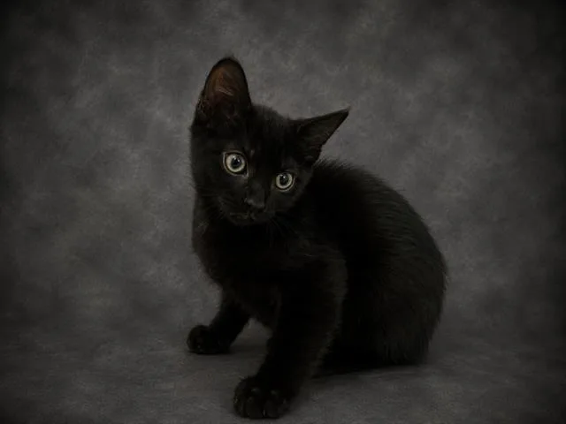 A baby small-sized female Domestic Short Hair cat named Mandy for adoption in Winter Haven, FL