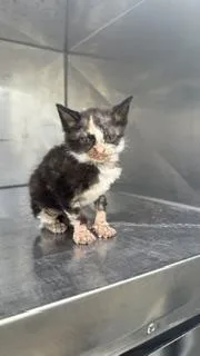 A baby medium-sized female Domestic Short Hair cat named Minni for adoption in Dallas, TX