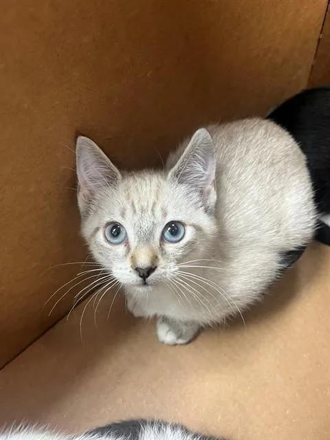 A baby small-sized female Domestic Short Hair cat named Snowball for adoption in Jacksonville, FL