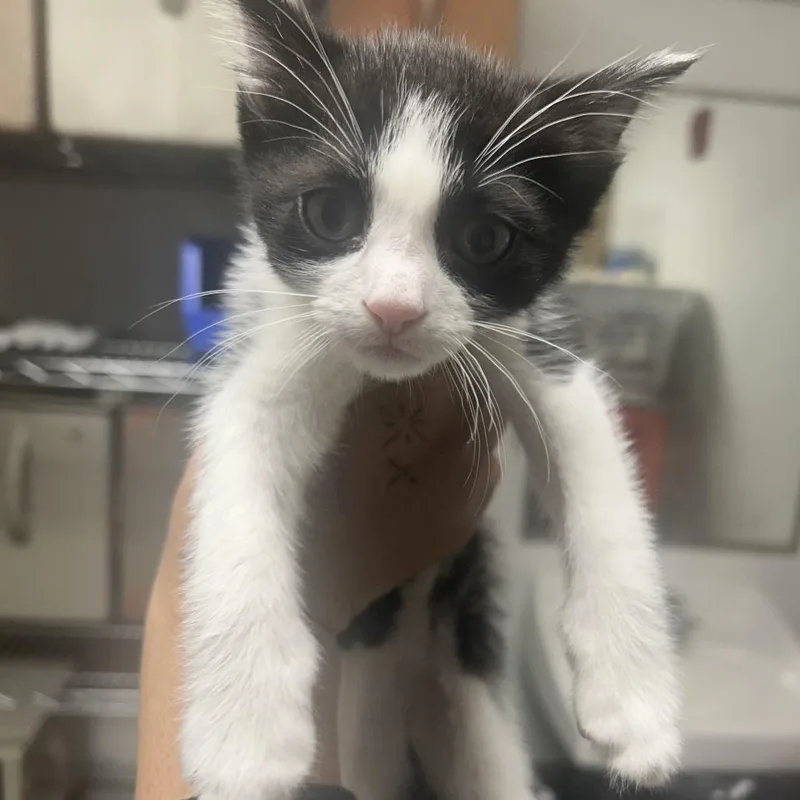 A baby small-sized male Black Domestic Short Hair cat named Telly Monster for adoption in Philadelphia, PA
