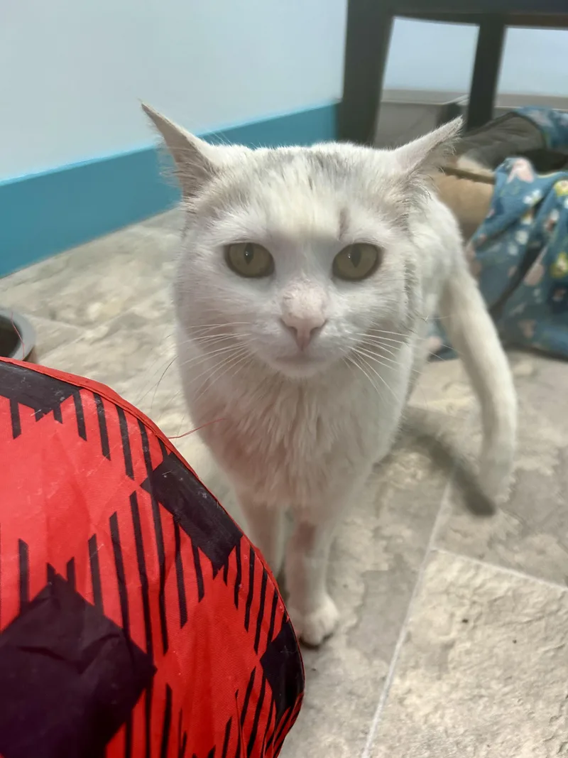 An adult small-sized female White Domestic Short Hair cat named Lady for adoption in Grand Rapids, MI