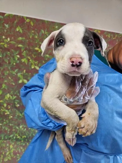 A young small-sized male American Staffordshire Terrier dog named Walk for adoption in San Antonio, TX