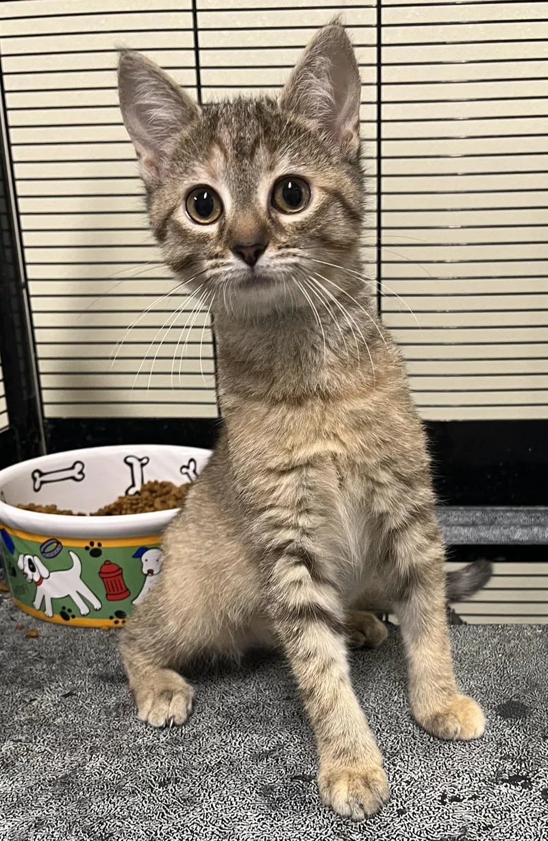 A young medium-sized female Domestic Short Hair cat named Gypsy for adoption in Cashiers, NC
