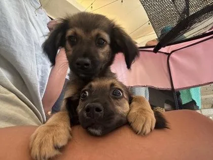 A baby small-sized female Mixed Breed dog named Honey for adoption in Honolulu, HI