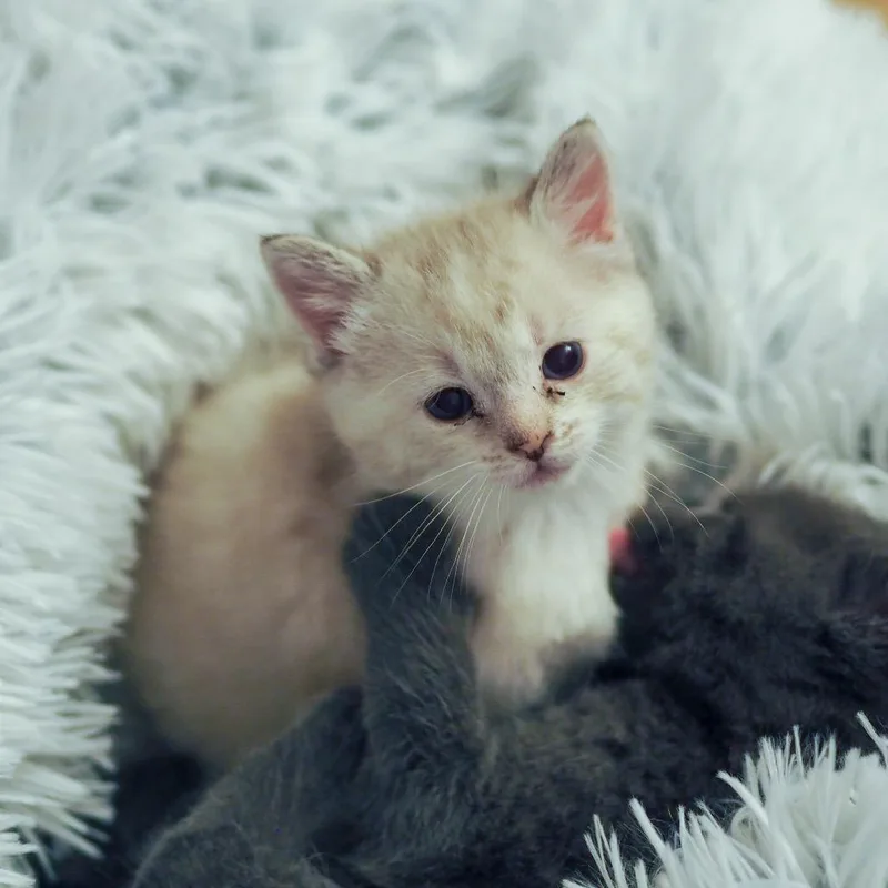 A baby small-sized female Cream / Ivory Domestic Short Hair cat named Rainbow Chard for adoption in Brockton, MA