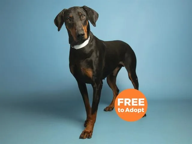 An adult large-sized male Doberman Pinscher dog named Duke for adoption in Phoenix, AZ
