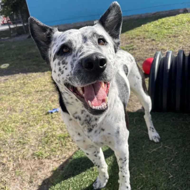 Domino