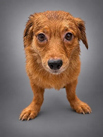 An adult medium-sized female Beagle dog named Della for adoption in Bowling Green, KY