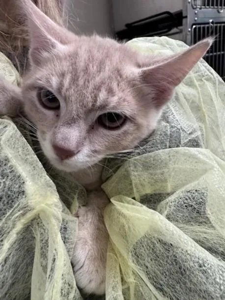 A baby small-sized male Domestic Short Hair cat named Lancelot for adoption in Las Vegas, NV