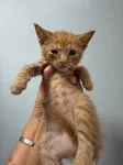 A young medium-sized male Tabby (Orange / Red) Domestic Short Hair cat named Ernie for adoption in Chico, CA