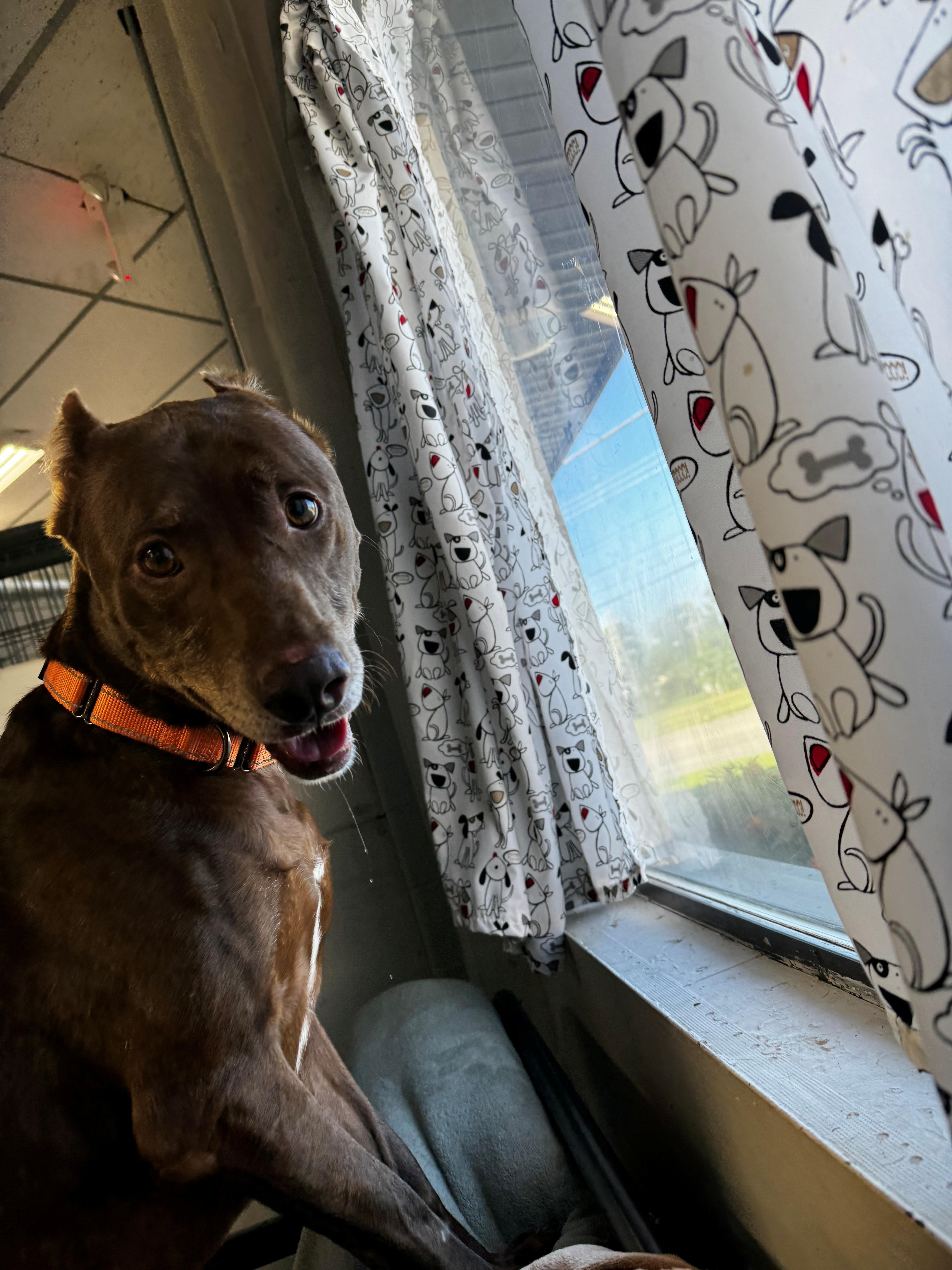 A senior medium-sized male Doberman Pinscher dog named Cornbread for adoption in Youngstown, OH