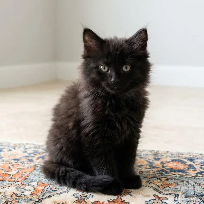 A baby medium-sized female Black York Chocolate cat named Ombra for adoption in Allen, TX