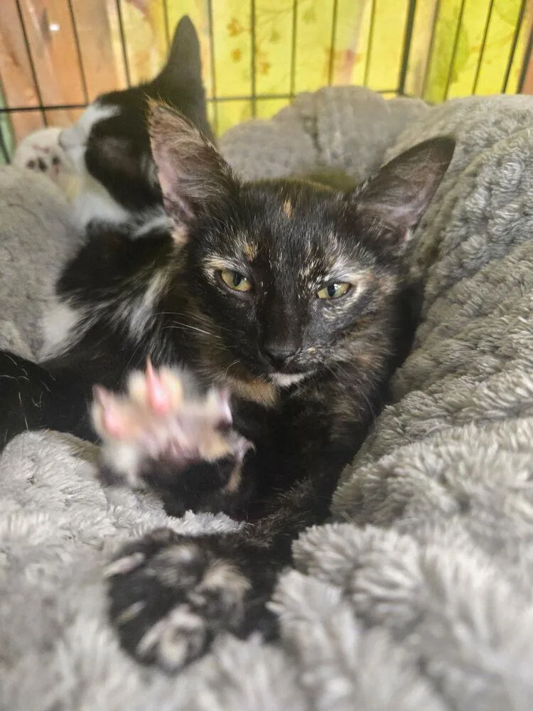 A baby small-sized female Tortoiseshell Domestic Short Hair cat named Tostada for adoption in Dallas, TX