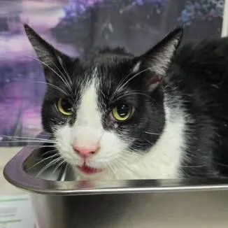 Teddy Carlsbad thumbnail 2