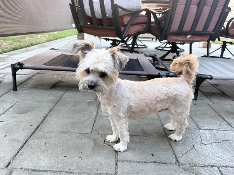 An adult small-sized female Shih Tzu dog named Tootsie for adoption in Mission Viejo, CA