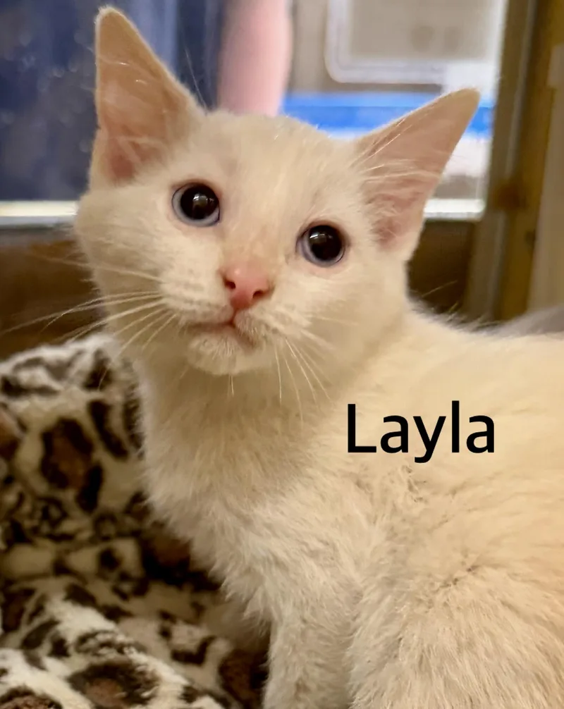 Layla