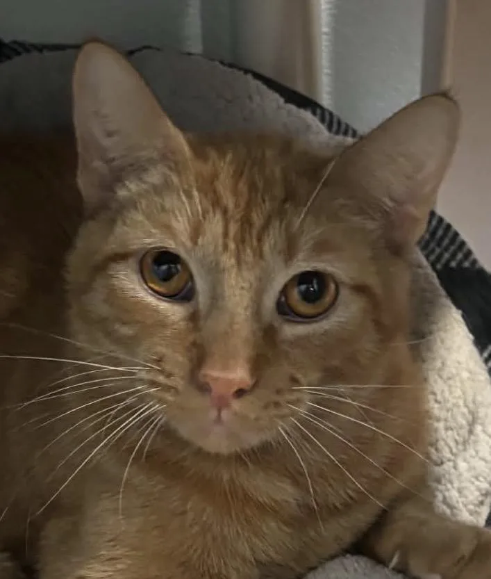 A young medium-sized male Domestic Short Hair cat named Simba for adoption in Sault Sainte Marie, MI