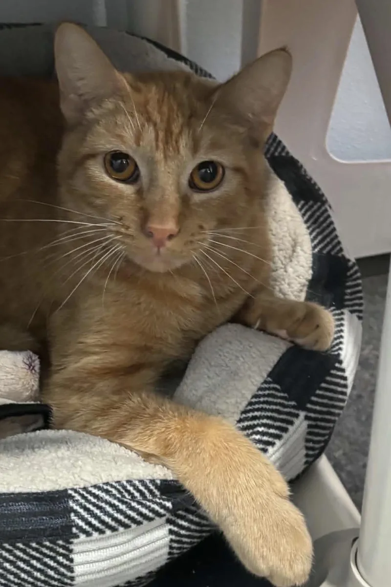Simba thumbnail 2