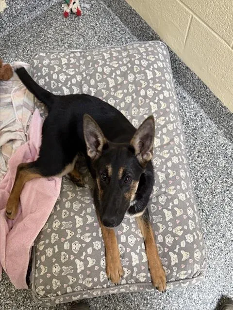 A young medium-sized female German Shepherd Dog dog named Margot for adoption in Brewster, MA