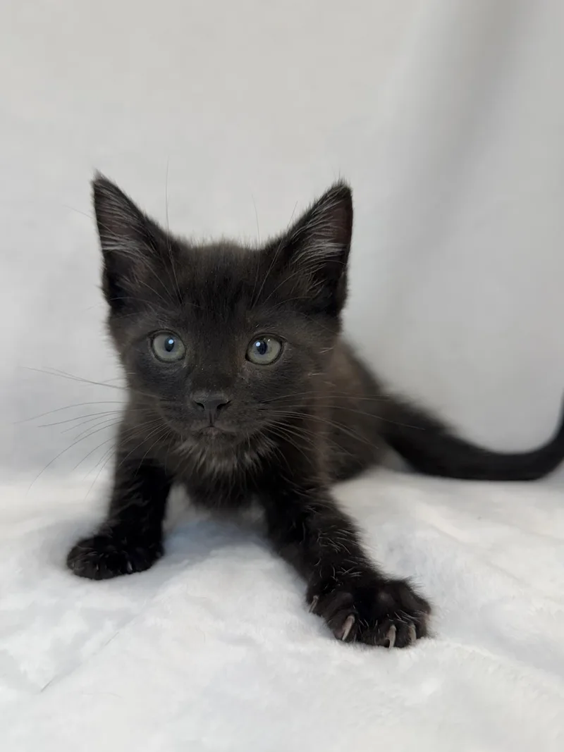 A baby medium-sized male Black Domestic Short Hair cat named Steven for adoption in Greensboro, NC