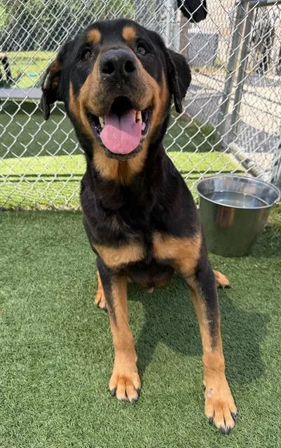 An adult large-sized male Mixed Breed dog named Titan for adoption in Columbia, SC