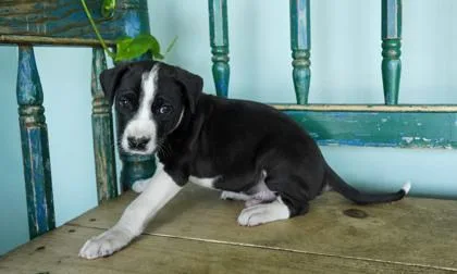 A baby small-sized male Catahoula Leopard Dog dog named Haymitch for adoption in San Antonio, TX