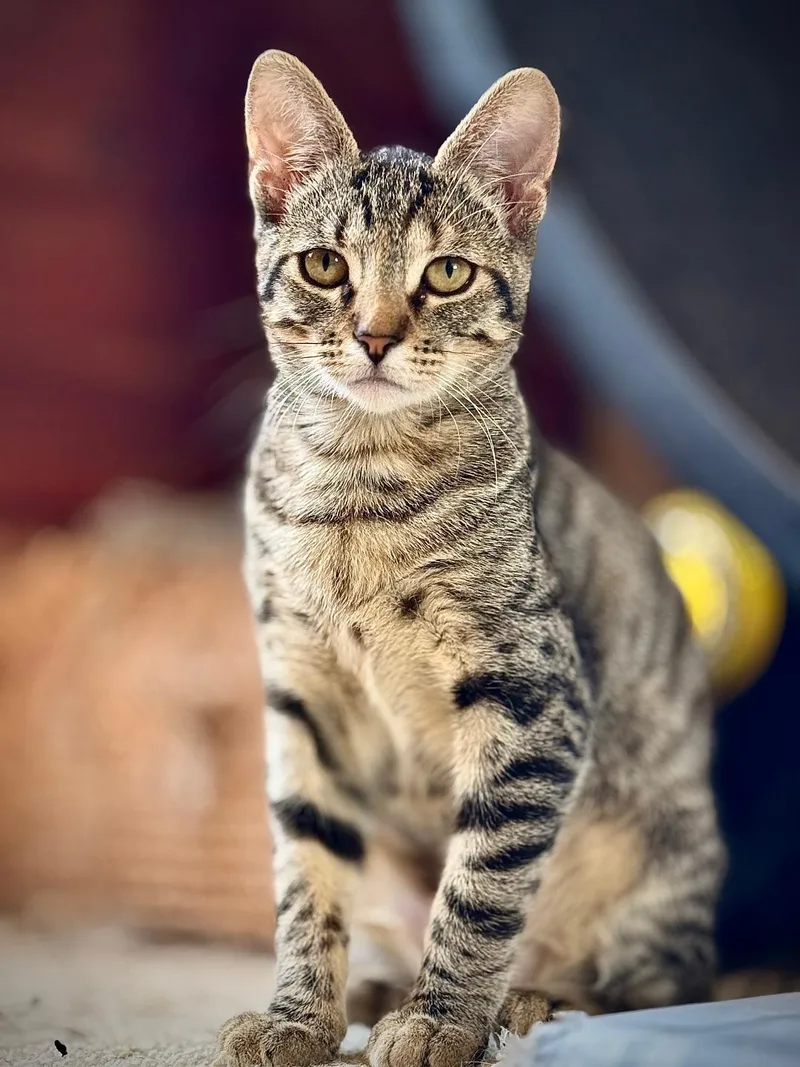 A baby medium-sized female Tabby (Brown / Chocolate) Domestic Short Hair cat named Bubbles for adoption in Oceanside, CA