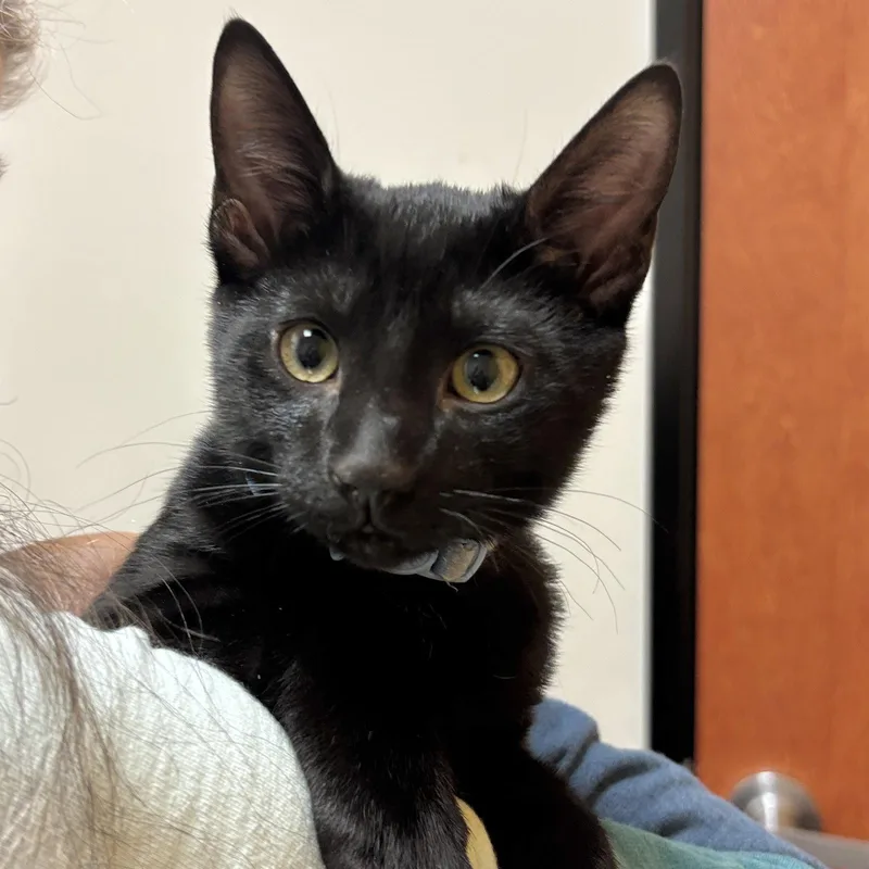 A baby medium-sized male Black Domestic Short Hair cat named Lu for adoption in Sonora, CA
