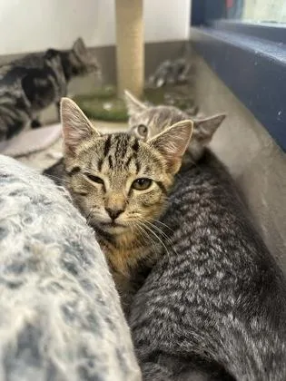 A young small-sized male Domestic Short Hair cat named Fresno for adoption in King William, VA