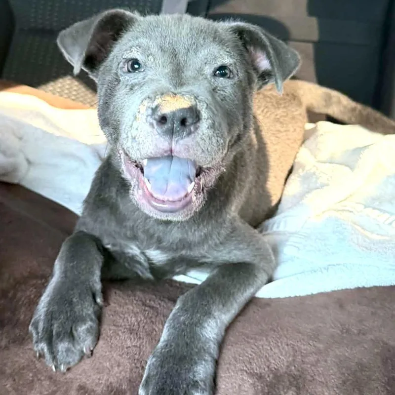 A baby small-sized female Gray / Blue / Silver Pit Bull Terrier dog named Sassy for adoption in Las Vegas, NV