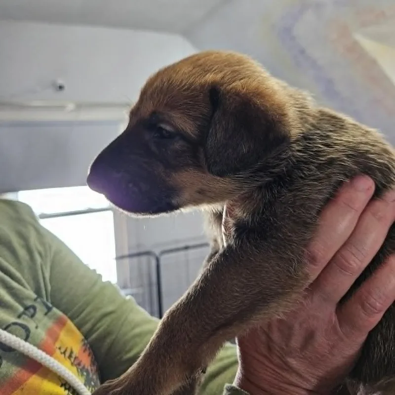 A baby medium-sized female Brown / Chocolate German Shepherd Dog named Sabina for adoption in Alma, WI