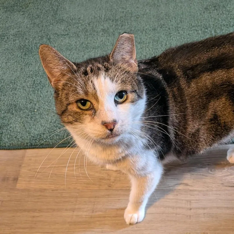 An adult medium-sized male Brown / Chocolate Domestic Short Hair cat named Jerry for adoption in Manheim, PA