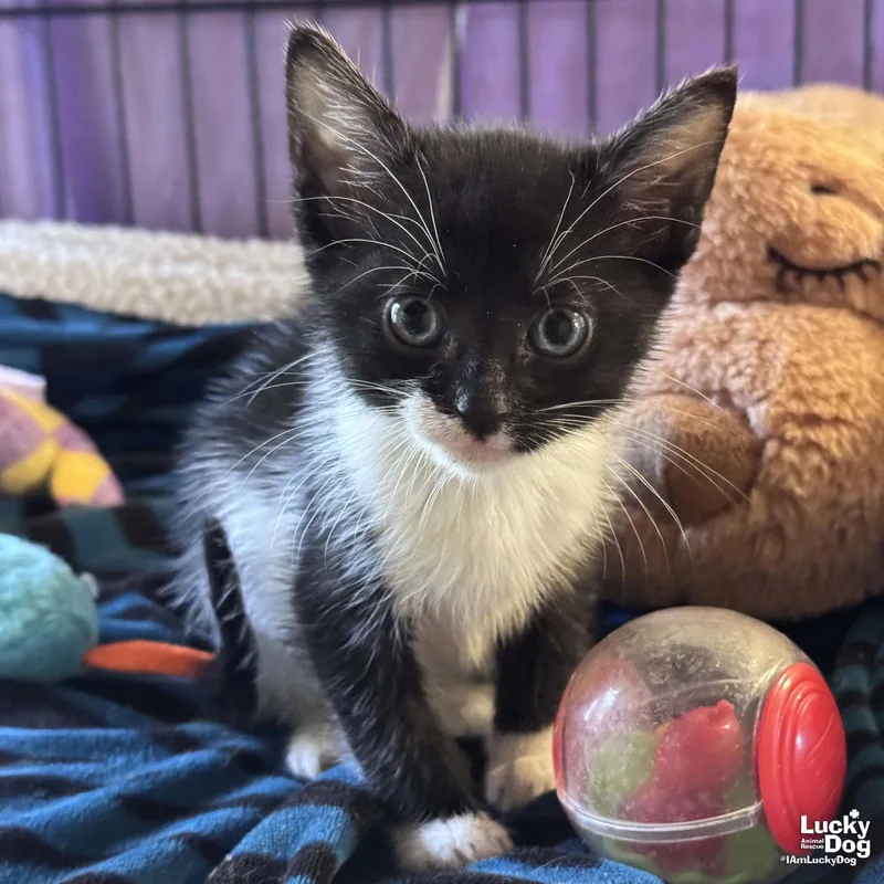 A baby medium-sized male Black & White / Tuxedo Domestic Short Hair cat named Gumby for adoption in Washington, DC