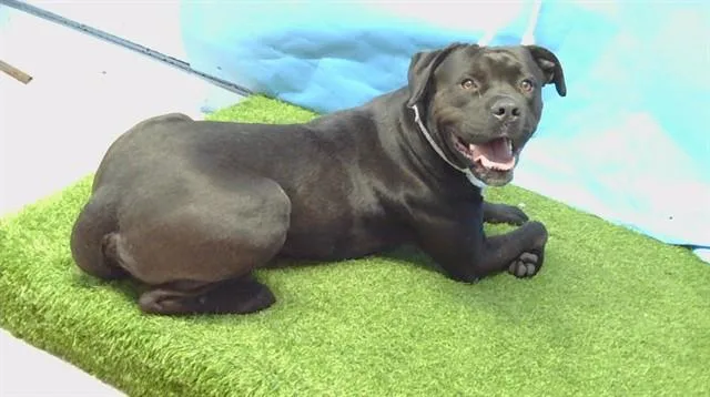 An adult medium-sized male Pit Bull Terrier dog named Austin for adoption in Gardena, CA